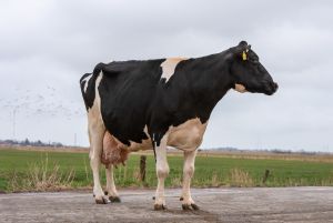 Die Minister-Tochter Melona von der Baumann eGbR ist mit 207.689 kg Milch die höchste Lebensleistungskuh in Deutschland.
© Dorothee Warder