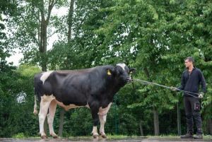 Glenn EX 92 bei der RinderAllianz