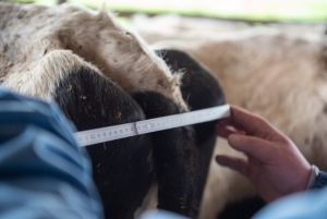 Messen der Beckenbreite bei einer Färse (Bildquelle Dorothee Warder BRS)