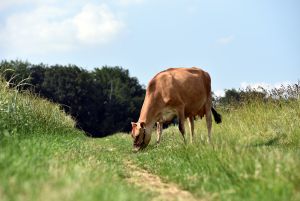 Firm udders and a fine bone structure as well as a brown coat with dark spots on the head and a dark tail tassel characterise this breed (Photo: D. Warder)
© Dorothee Warder