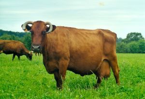 The original Angler cattle has been almost completely displaced by crossbreeding with other breeds
© Claus-Peter Tordsen