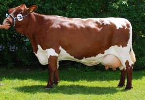 Pinzgauer Kühe sind mit ihrer markanten kastanienbrauen und weißen Fellzeichnung auch optisch sehr hübsch