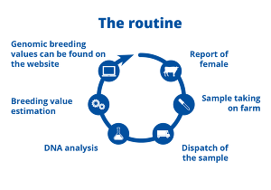 Procedure for genotyping female animals (Source: GGI-Spermex)