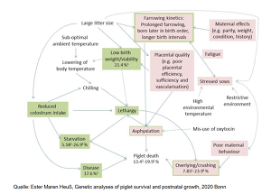 Quelle: Ester Maren Heuß, Genetic analyses of piglet survival and postnatal growth, 2020 Bonn