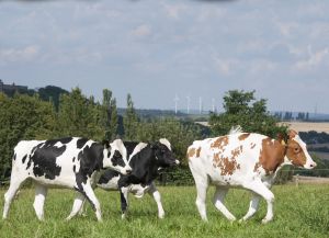 Knowing the strengths and weaknesses of young cattle already when the animals are mated for the first time (Photo: Han Hopman)
© Han Hopman