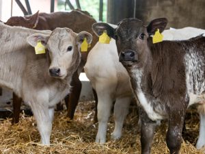 Beef On Dairy Kälber (Foto Dorothee Warder)
