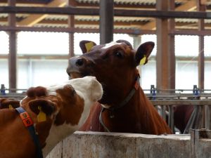 Rotbunt Doppelnutzung ist eine Rasse mit hohen Inhaltsstoffen in der Milch und einer guten Masteignung (Foto: A. Rolfes)
© Anke Rolfes