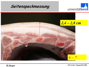 Seitenspeckdickenmessung beim Schwein