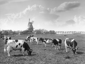Weidende Milchrinderherde in Ostfriesland, eine Region mit großer Bedeutung für die Holsteinzucht (Foto: Mohaupt)