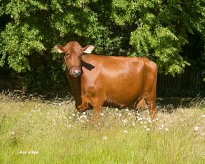 Angler cows are known for their robustness and good claws.