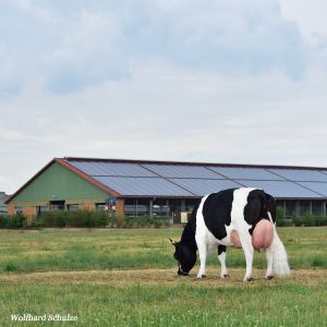 Das Deutsche Schwarzbunte Niederungsrind war früher weit verbreitet und zählt heute zu den gefährdeten Rassen