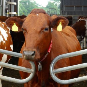 Red Cattle cow (Photo: A. Rolfes)
© Anke Rolfes