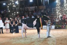Loh Milana von Loh-an Holsteins wir Junior Supreme Champion
© Christine Massfeller