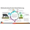 Methankreislauf In Der Rinderfütterung