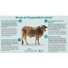 Health for Animals (BfT)